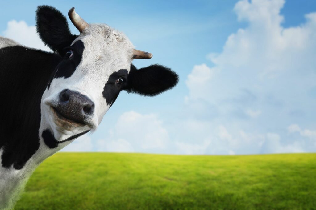Qu Comen Las Vacas Lecheras Con La Mejor Alimentaci N La Mejor